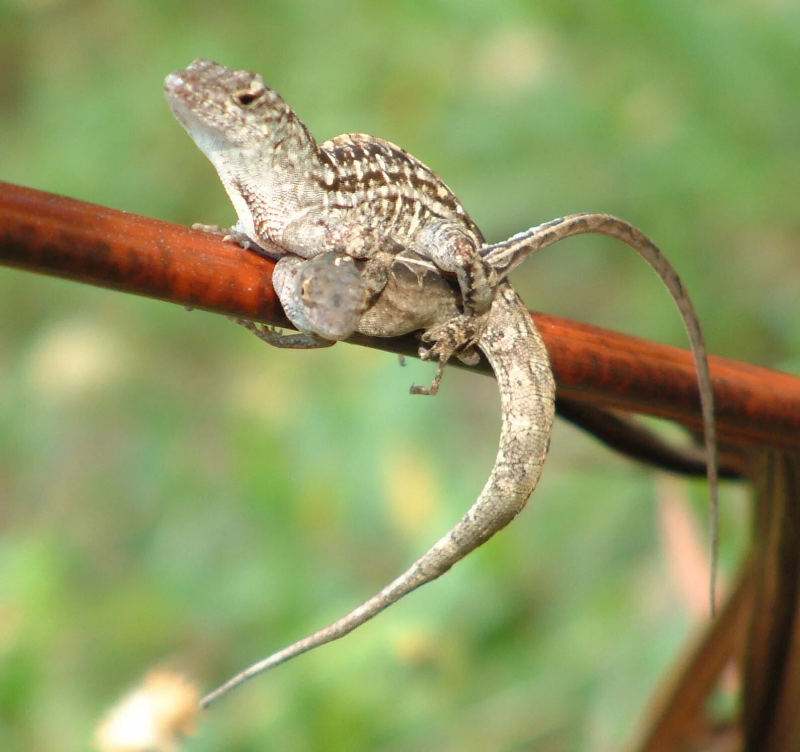 Держать ящерицу. Anolis sagrei. Спаривание прытких ящериц. Спаривание живородящих ящериц.