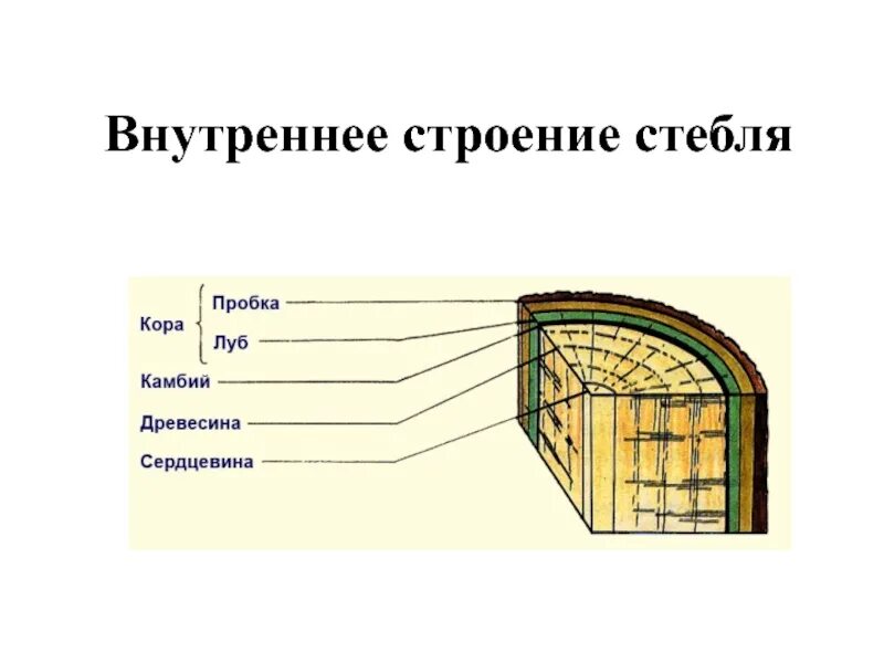 Внутренне строение стебля древесных. Схема внутреннего строения стебля биология. Внутренние части стебля функции внутренних частей стебля. Биология рисунок строение стебля 6. Внутреннее строение части стебля