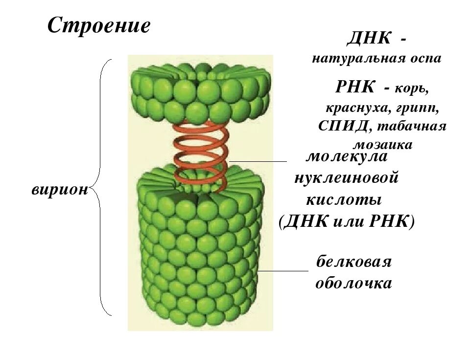 Строение вирусов растений