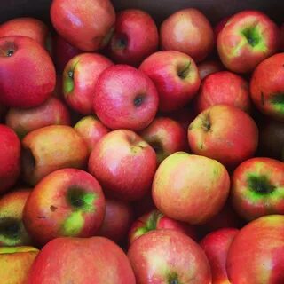 Apple farming