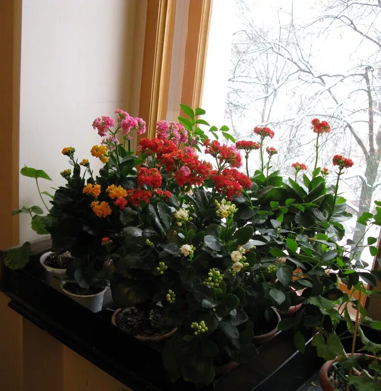 каланхоэ оранжевый розочками. бегония в интерьере. каланхоэ на подоконнике. каланхоэ на подоконнике. каланхоэ в красивом горшке.