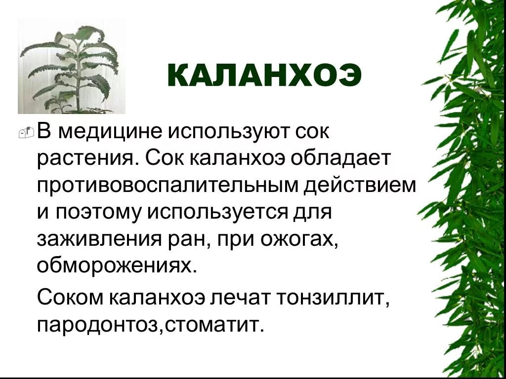 каланхоэ лечебные родина растения. каланхоэ лечебные родина растения. каланхоэ рассказ. комнатное растение каланхоэ родина растения. комнатное растение каланхоэ родина растения.