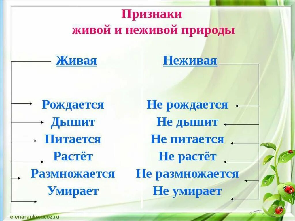 Как отличить живую. Признаки объектов живой природы 2 класс. Живая и неживая природа. Живая природа и ге Живая. Дивая и не Дивая природа.