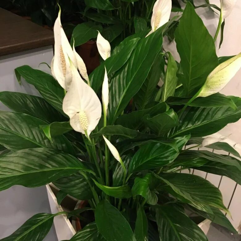 Спатифиллум верди. Спатифиллум обильноцветущий. Спатифиллум отзывы. Спатифиллум геликониелистный. Спатифиллум купидо.
