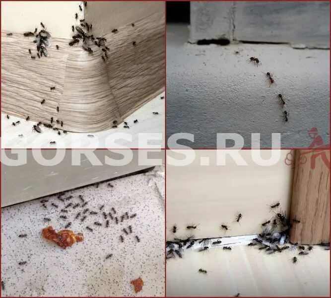 Муравьи в квартире. Маленькие муравьи в квартире. Средство от мелких рыжих муравьев в квартире. Рыжие муравьи в квартире.