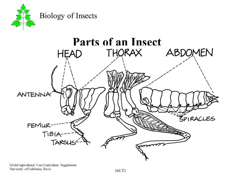 The insect tribe doesn t normally allow. Parts of insects. abdomen of insects. insect thorax. insect parts of body.