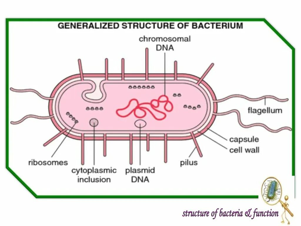 Питание клетки бактерии. Bacterial Cell structure. Bacteria structure. Internal structure bacteria. Bacterial Cell Wall.