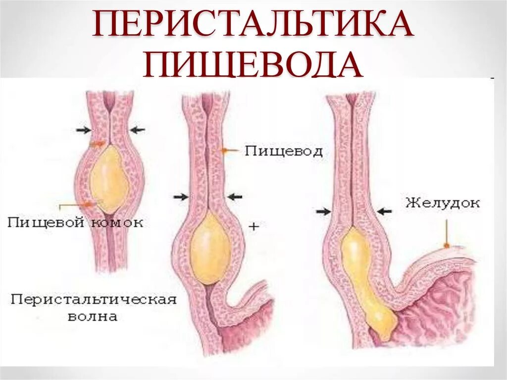 Перистальтические сокращения пищевода. Пищевод перистальтика пищевода. Физиология перистальтики пищевода. Перистальтические волны желудка.