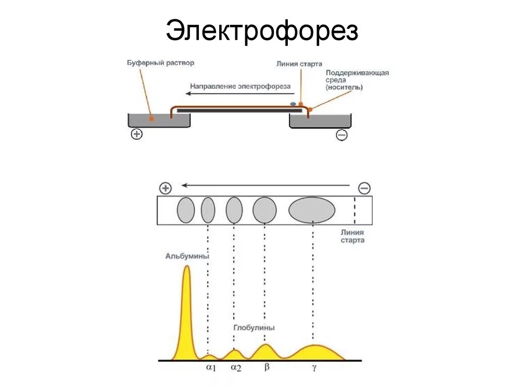 Электрофорез белков биохимия. Результаты электрофореза. Метод электрофореза на бумаге. Электрофорез на бумаге. Недостатки лекарственного электрофореза.