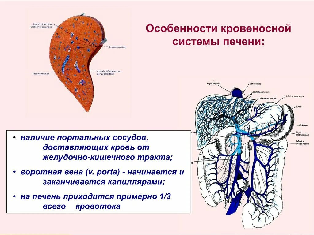 Желудок головной мозг печень. Особенности сосудистой системы печени. Система кровоснабжения печени. Анатомия сосудистой системы печени..