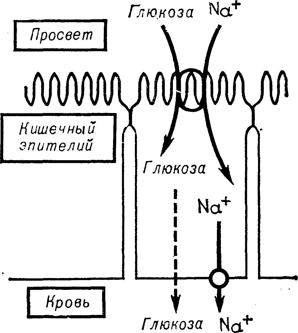 Транспорт глюкозы кровью. Транспорт Глюкозы в кишечнике. Схема глюкозного транспорта. Транспорт Глюкозы из кишечника в кровь. Схема переноса Глюкозы в тонком кишечнике.