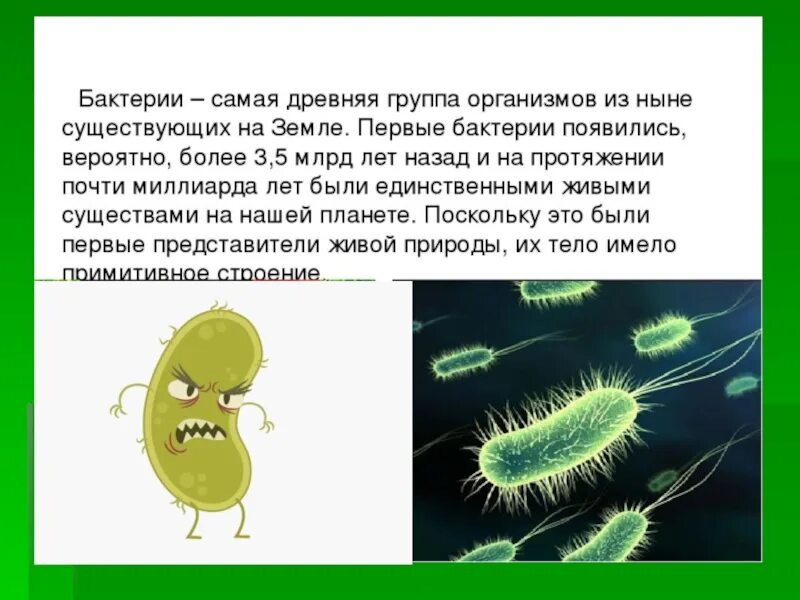 Тема бактерии и вирусы 5 класс. Бактерии в жизни человека. Бактерии в природе. Роль бактерий в природе и жизни человека. Роль бактерий в жизни человека.