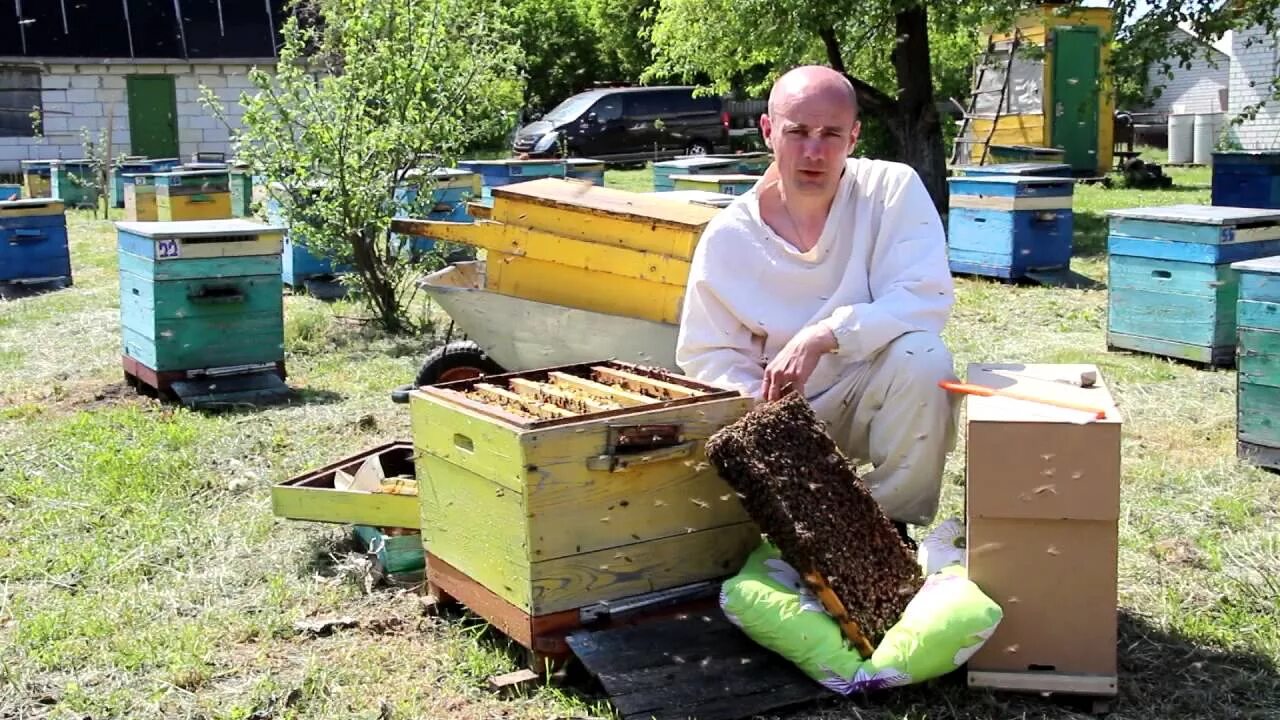 Купить пчел в челябинской области. Пчелопакеты. Пчеловодство в Краснодарском крае. Пчеловодство Мордовии.