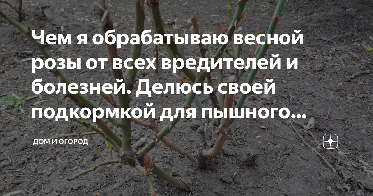 Подкормка роз весной после зимы. Удобрение для роз весной. Подкормки роз весной график. Удобрение для роз весной для обильного цветения.