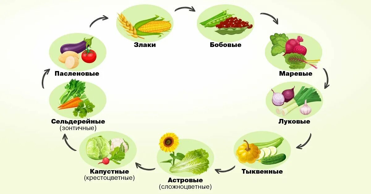 Схема культур севооборота. Схема севооборота овощных культур. Чередование посадок овощных культур таблица. Таблица севооборота овощных культур на огороде. Чередование культур в севообороте