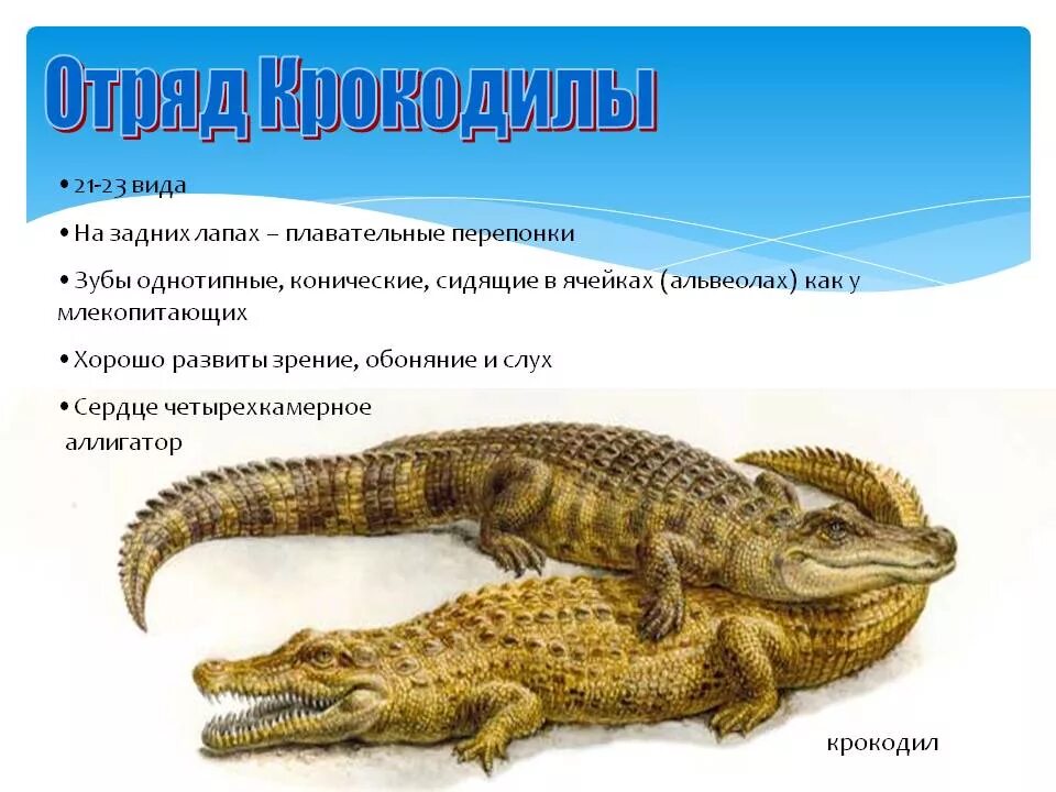 Класс пресмыкающиеся аллигатор. Класс пресмыкающиеся отряд крокодилы. Пресмыкающиеся рептилии крокодил 3 класс. Представители отряда крокодилы 7 класс биология. Особенности крокодилов пресмыкающихся.