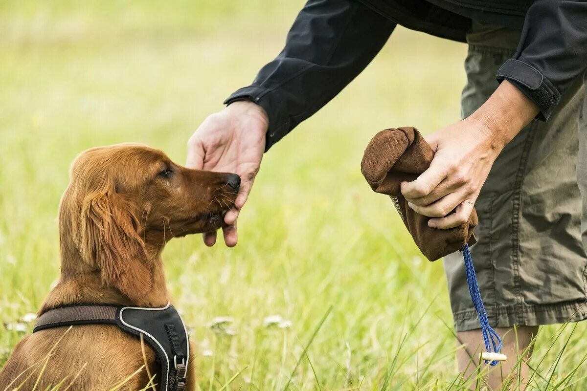 Тренировка собак. Электронная дрессировка собак. Дрессировщик собак. Ошейник антилай / электронный. Электронный ошейник petrainer pet998dbl.