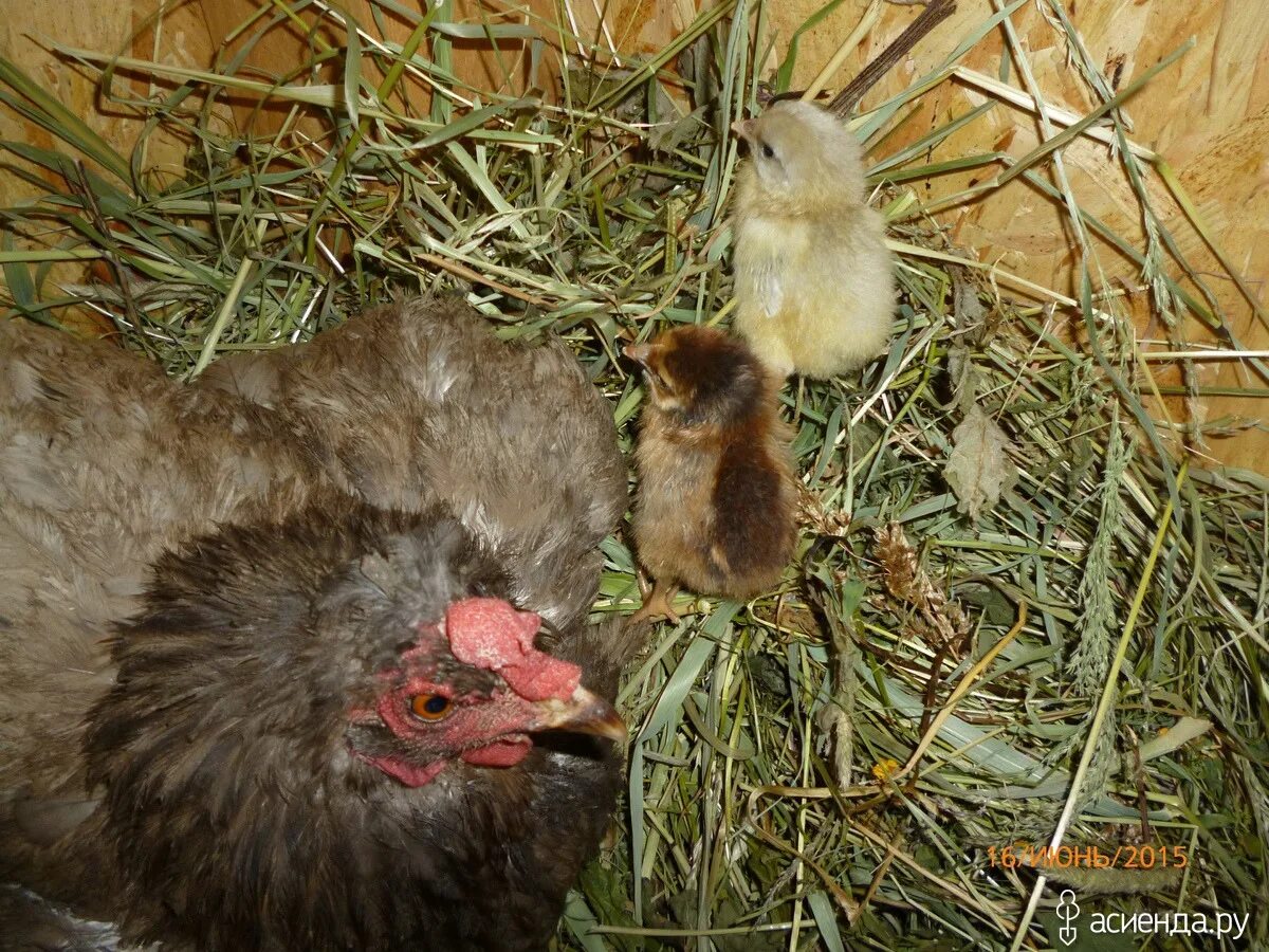 Какая курица выводит цыплят. Наседка курица высиживает яйца. Выведение цыплят курицей-наседкой. Гнездо для квочки с цыплятами. Размножение цыплят.