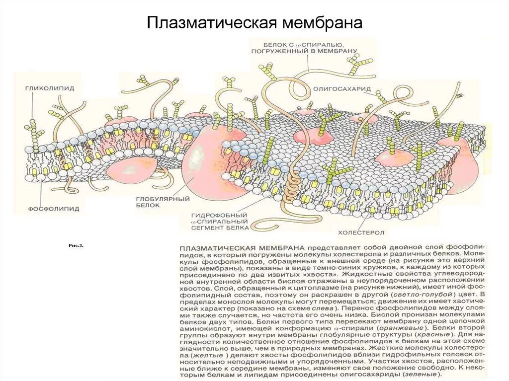 Схема строения плазматической мембраны. Схематическое строение плазматической мембраны. Строение плазматической мембраны клетки рисунок. Структура плазматической мембраны схема.