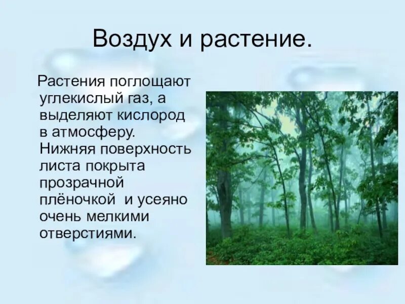 Какие растения поглощают углекислый газ. Воздух для растений. растения поглощают кислород и выделяют углекислый. растениям нужен воздух. растения поглощают углекислый газ и выделяют.