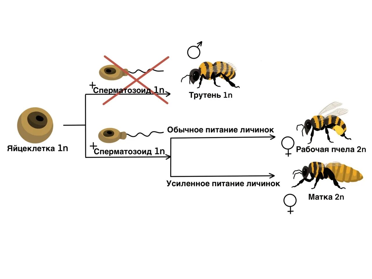 Партеногенез способ размножения. Партеногенез пчел способ размножения. Партеногенетическое размножение у растений. Половое. Размножение партеногенез рисунка.