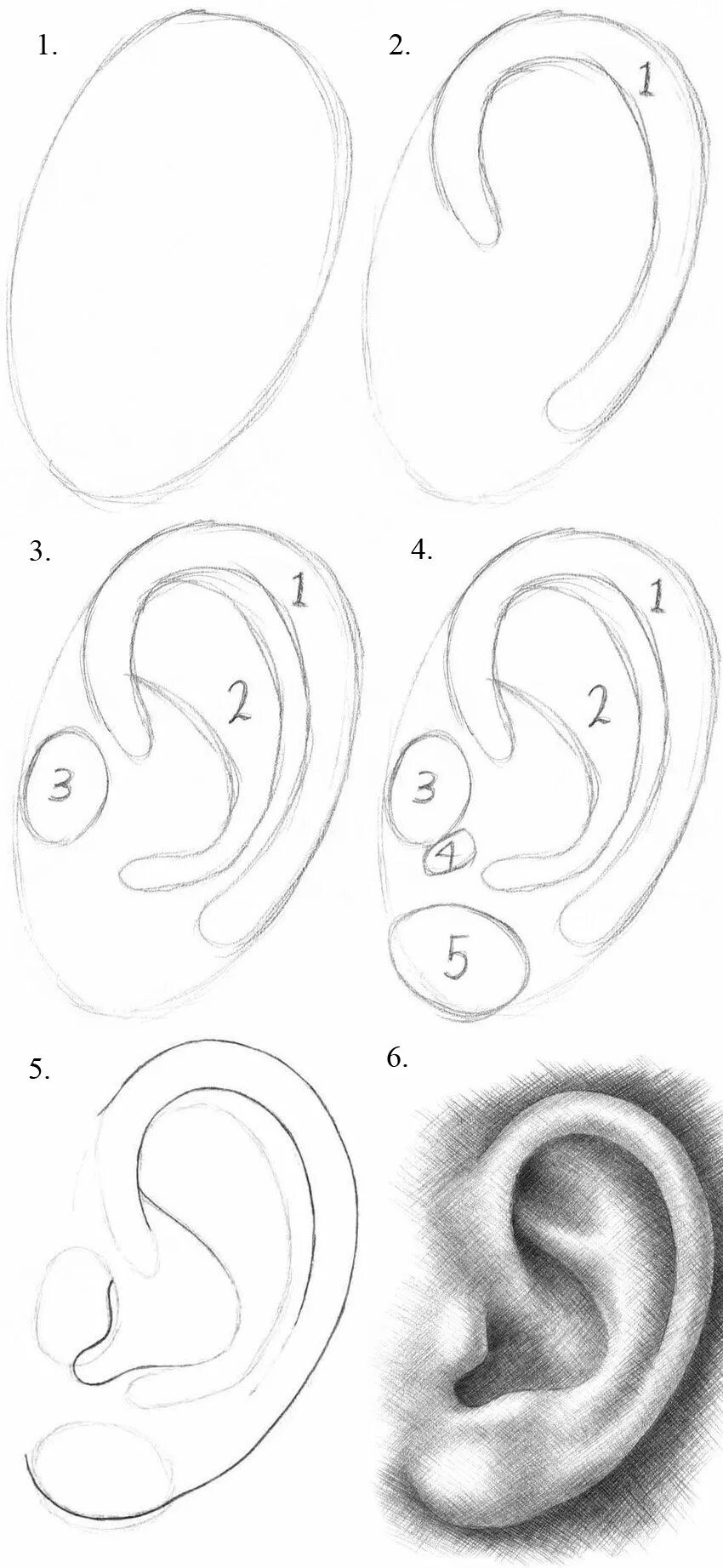 Этапы рисования ушей. Ухо карандашом. Поэтапное рисование ушей. Уха поэтапно