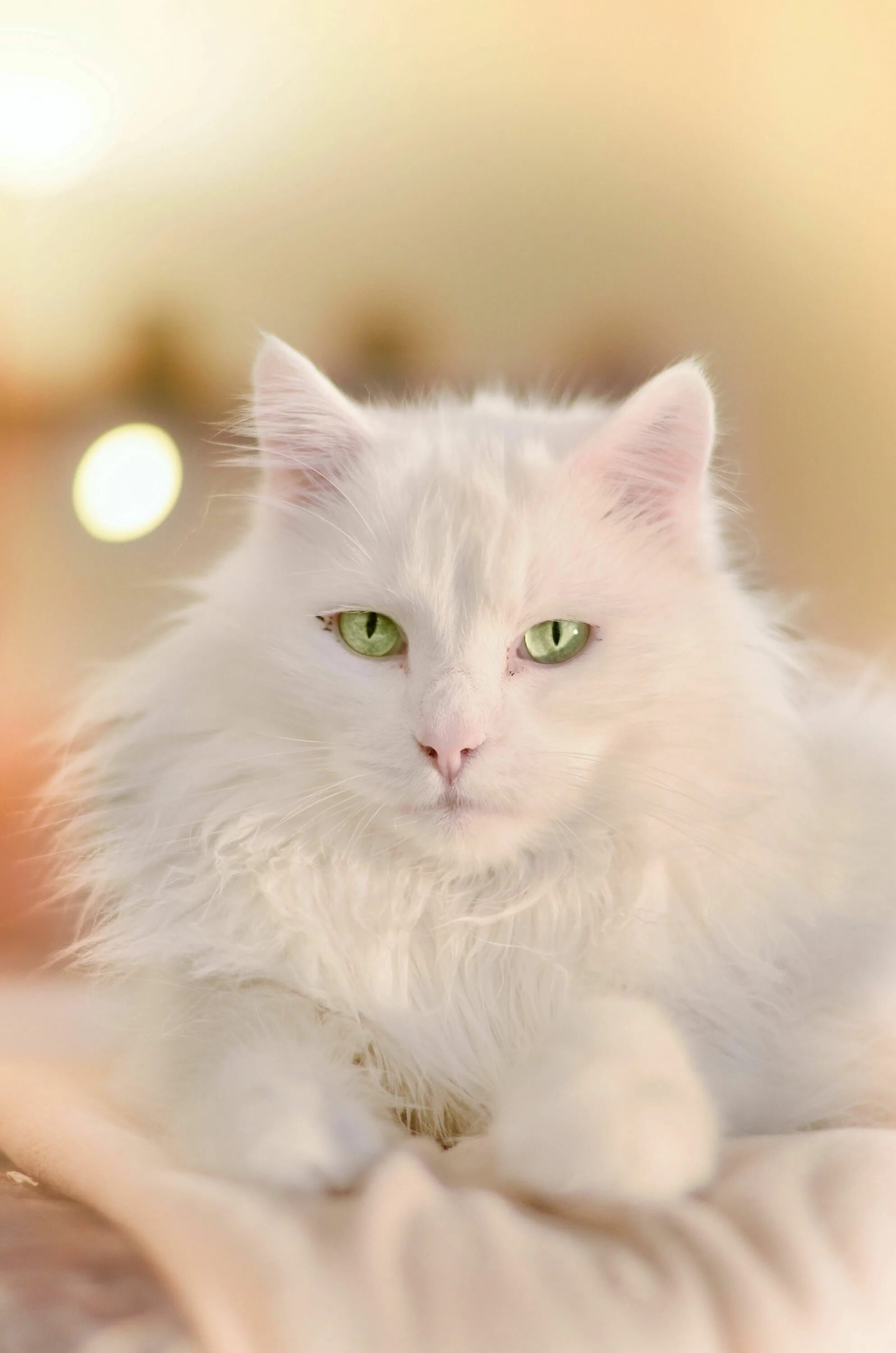Белые кошечки картинки. Мейн кун белый котенок. Кошка белая. Белая пушистая кошка. Белые пушистые коты.
