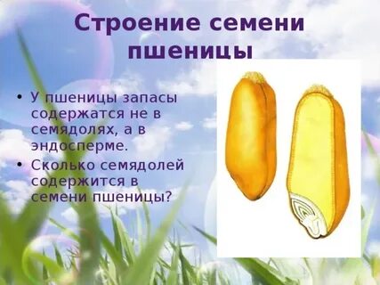 Зерновка семейство растений