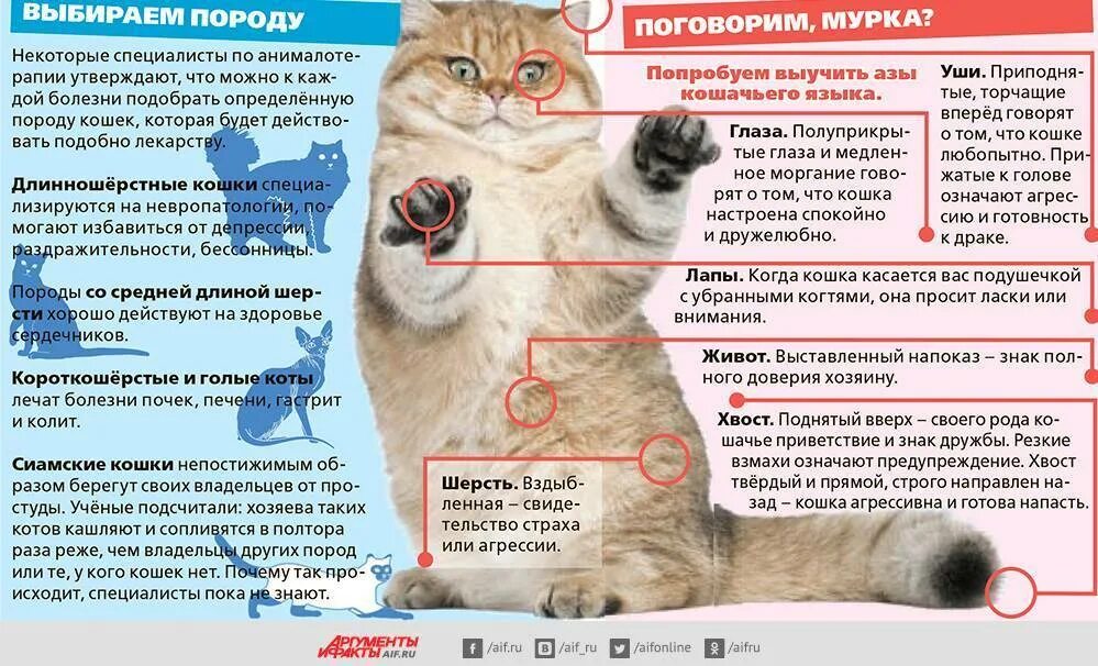 Как понять что кошка заканчивается. Как понять что котёнок заболе. здоровый кот.
