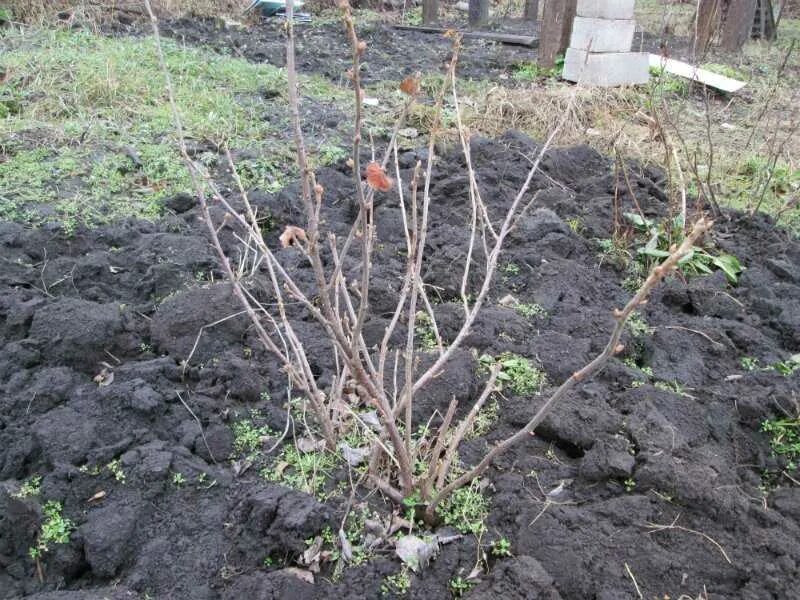 Какую почву любит смородина. Смородина Гулливер куст. Перекопка смородины. Покупной саженец смородины. Рыхление смородины.