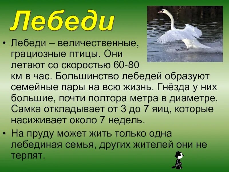 Белые лебеди краткое содержание. Описание лебедя. Рассказ о лебеде. Сообщение о лебеде. Доклад про лебедя.