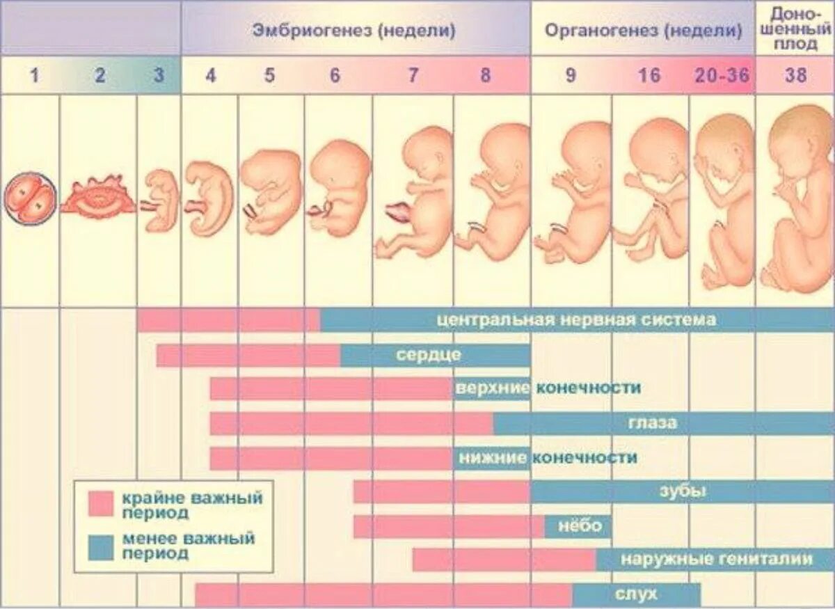 Можно ли на 5. Стадии развития плода по неделям. Развитие плода по неделям в картинках. Стадии развития ребенка в утробе. Как выглядит ребёнок в животе по неделям.