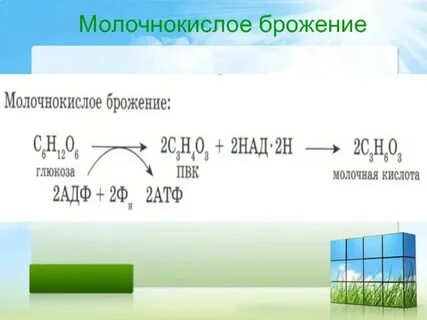 При молочнокислом брожении 160 г