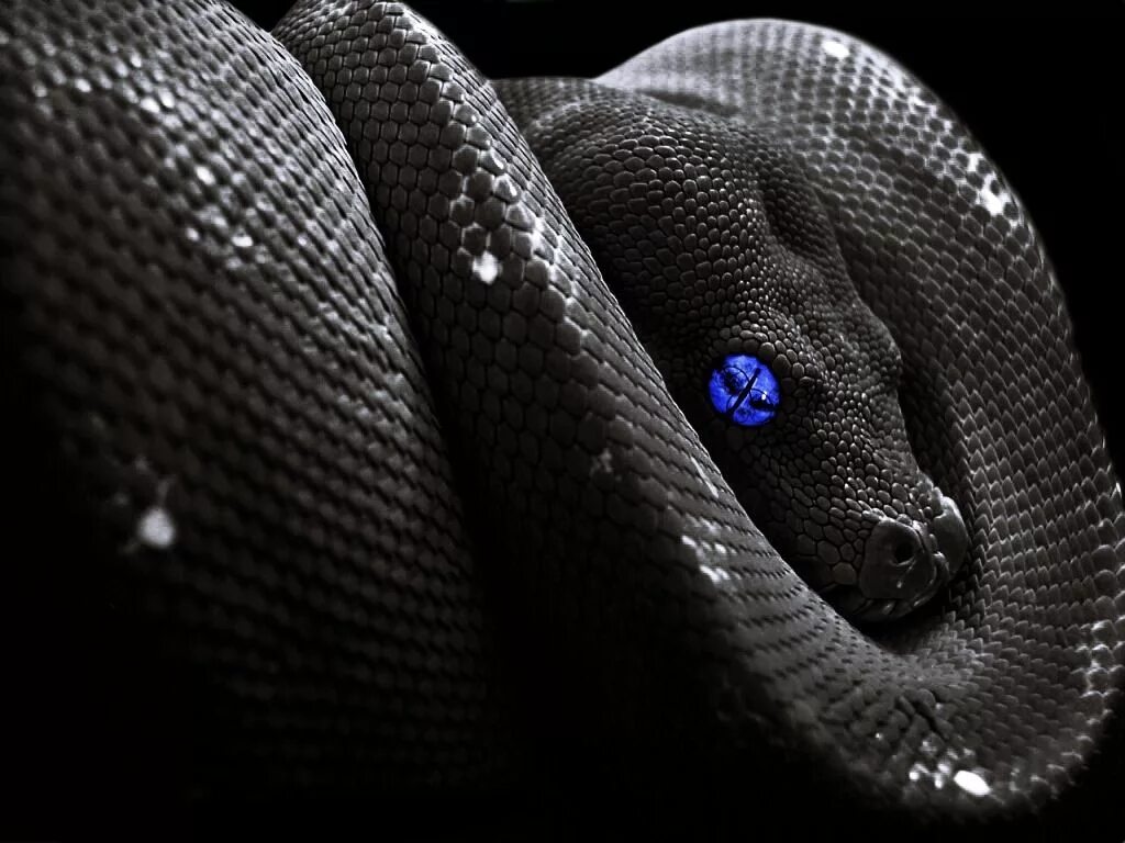 Черный Аспид змея. Королевская Кобра Нагайна. Черный питон змея. Анаконда черная змея. Черный питон боевик
