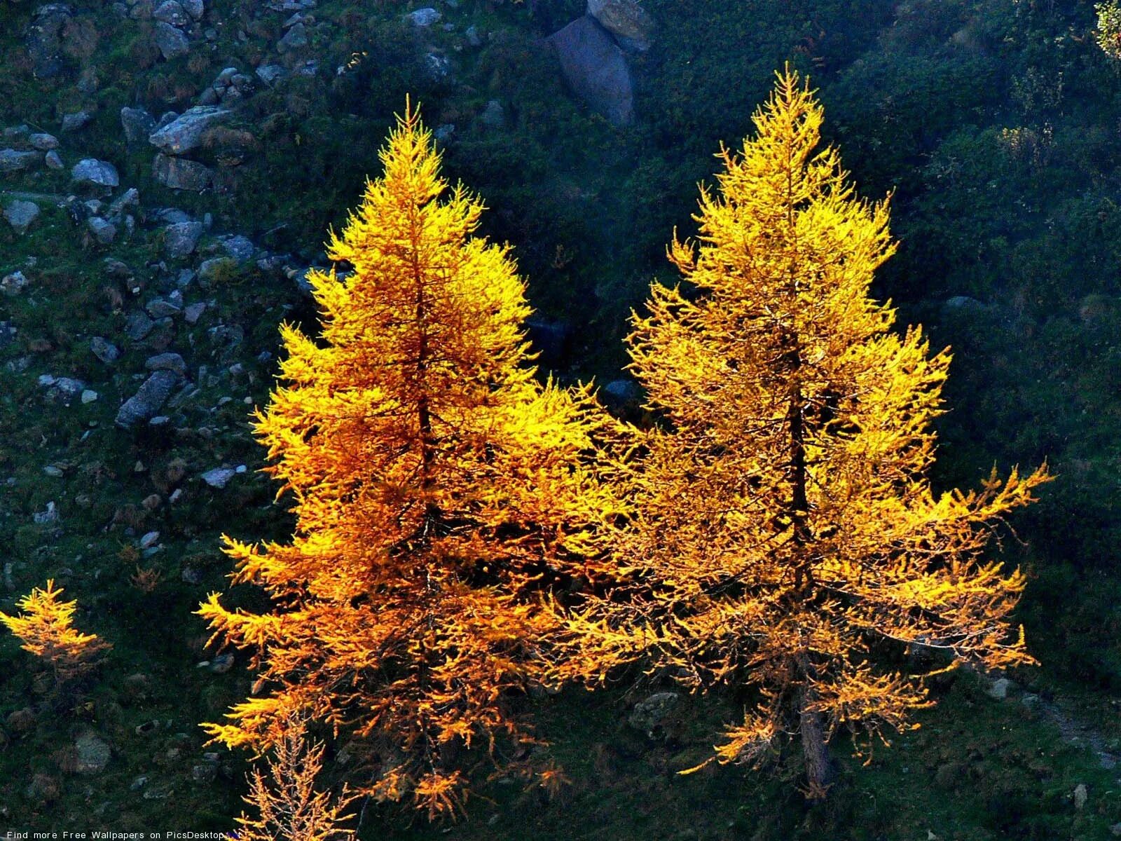 листопад лиственницы. лиственница пожелтевшая хвоя. лиственница сибирская осенью. листопад лиственницы. лиственница сибирская желтая.