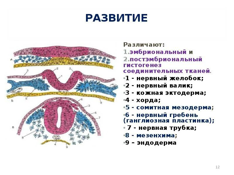 Гистогенез нервной ткани. Ганглиозная пластинка гистология. гистогенез соединительной ткани. нервный гребень ганглиозная пластика. мезенхима и мезодерма.