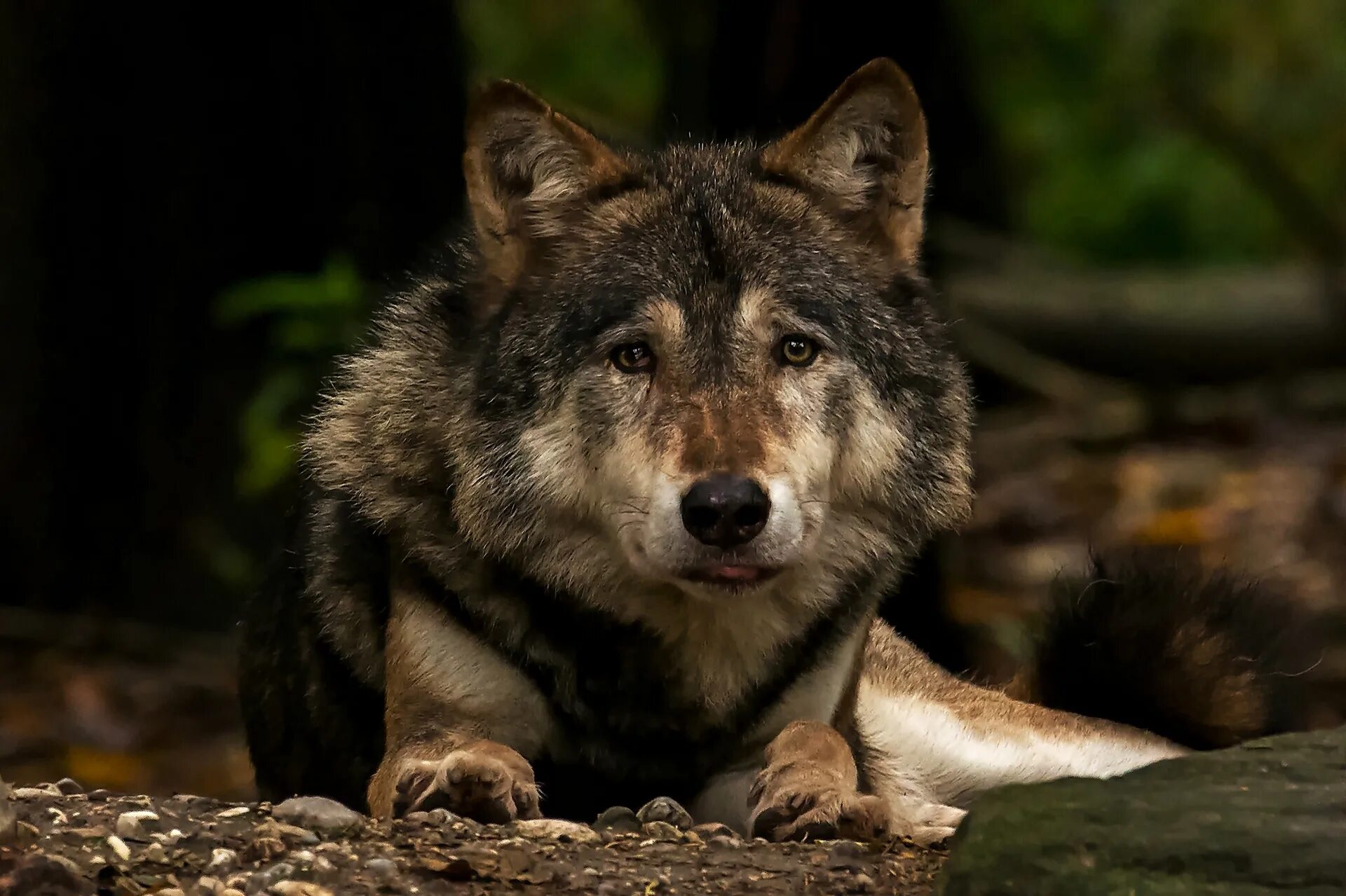 Волк. Красивый волк. Фото Волков. Взгляд волка.
