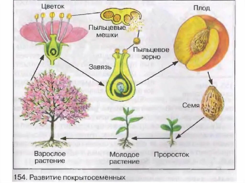 Развитие цветкового растения происходит