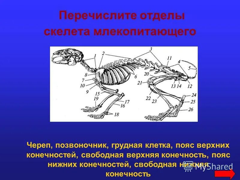 Грудная клетка млекопитающих животных. Механизм дыхательной системы у млекопитающих. Скелет собаки анатомия. Позвоночный столб у собак отделы. Грудной отдел позвоночника с ребрами.
