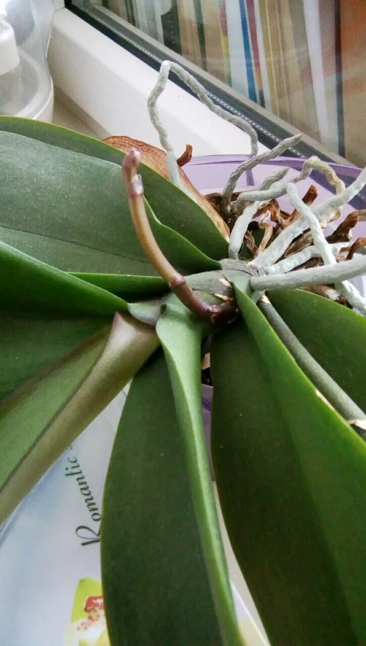 Как начинает цвести орхидея фото How to tell the difference between orchid roots and orchid spikes Brooklyn Orchi