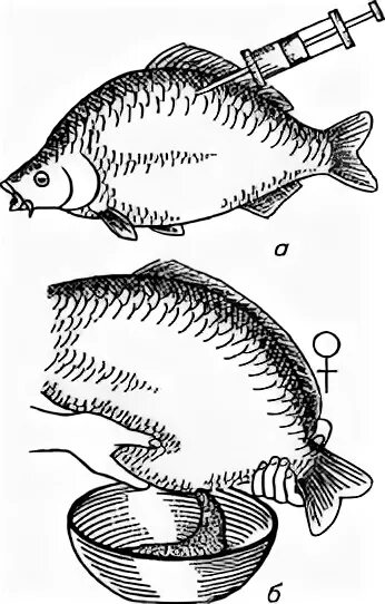 Воспроизводство рыб. Воспроизводство карпа. Схема воспроизводства карпа.