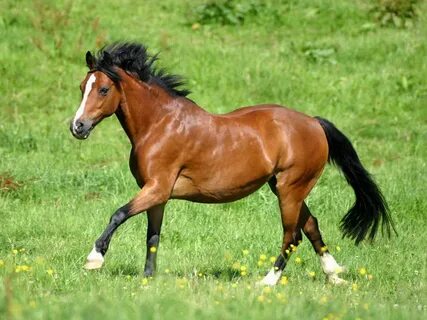 Қызыл шашты ұшқыш порнофотосуреттерді киеді