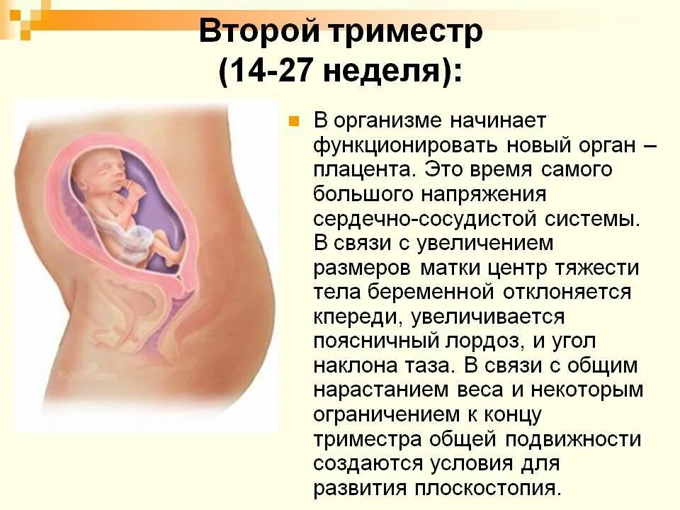 В третьем триместре тянет. Второй триместр беременности. Диарея при беременности во втором триместре. Беременность — II триместр. Первый триместр.