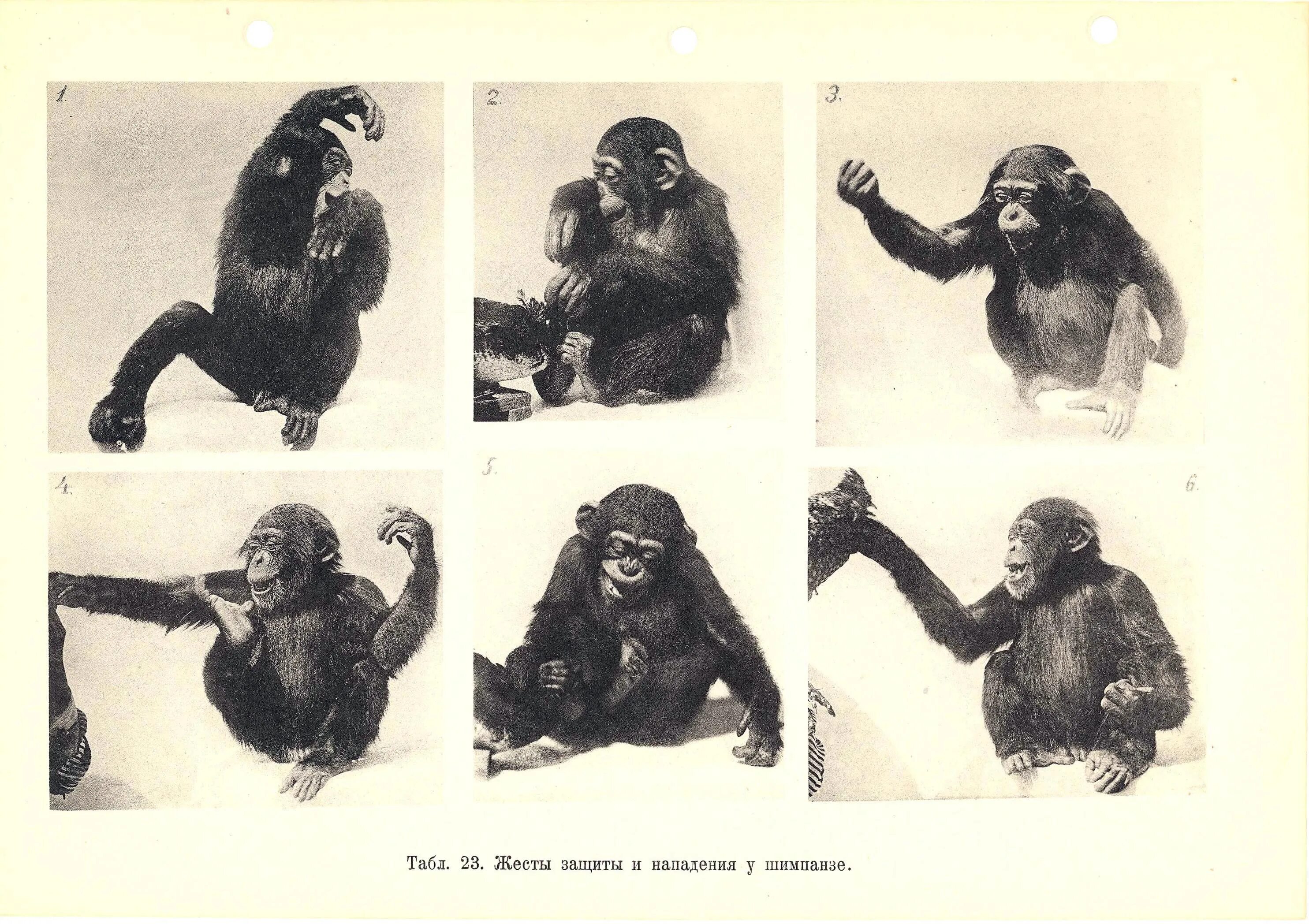 Человек биологический вид. Шимпанзе лана. Приматы появились от животных отряда. Тест приматы. Шимпанзе язык жестов.