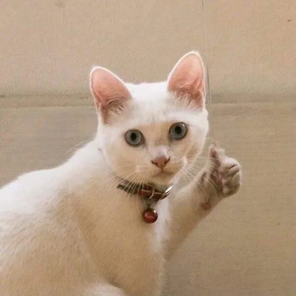 Мем с котом нормально feel like that kitty today. Cats, Kitty, Animals