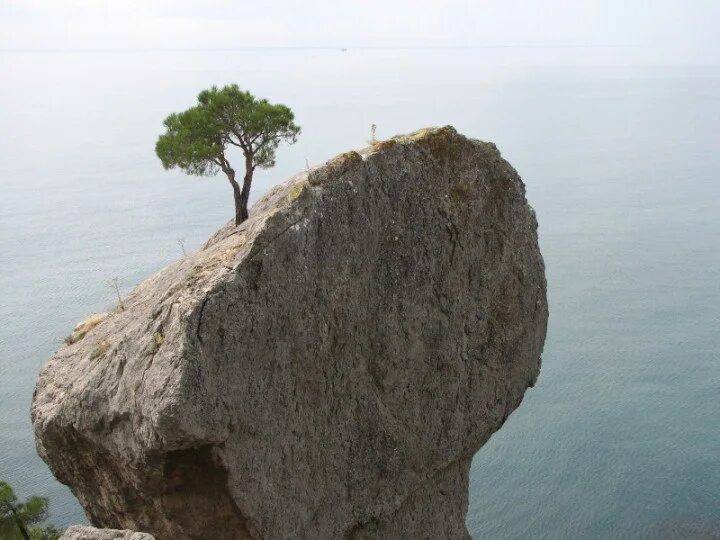 Деревья растут на скалах