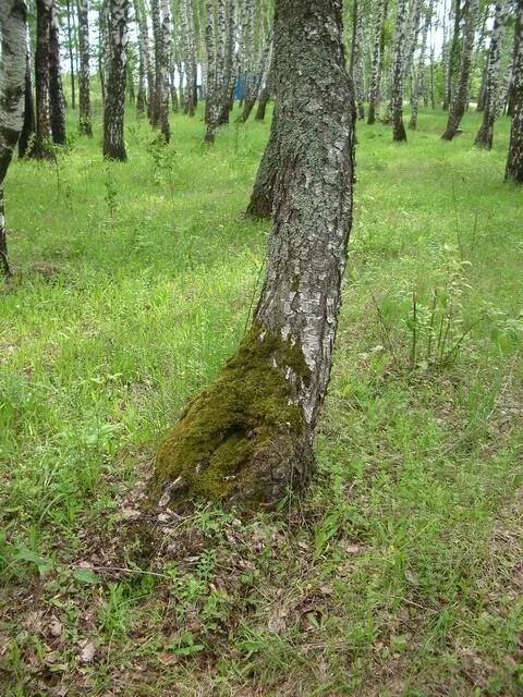 Ориентирование по мху. Ориентирование по мхам и лишайникам. Ориентирование по мху на деревьях. Мох растёт на Северной стороне. Мох растет на северной стороне