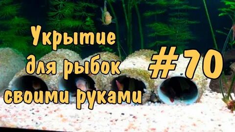 Как правильно запускать рыбок в аквариум