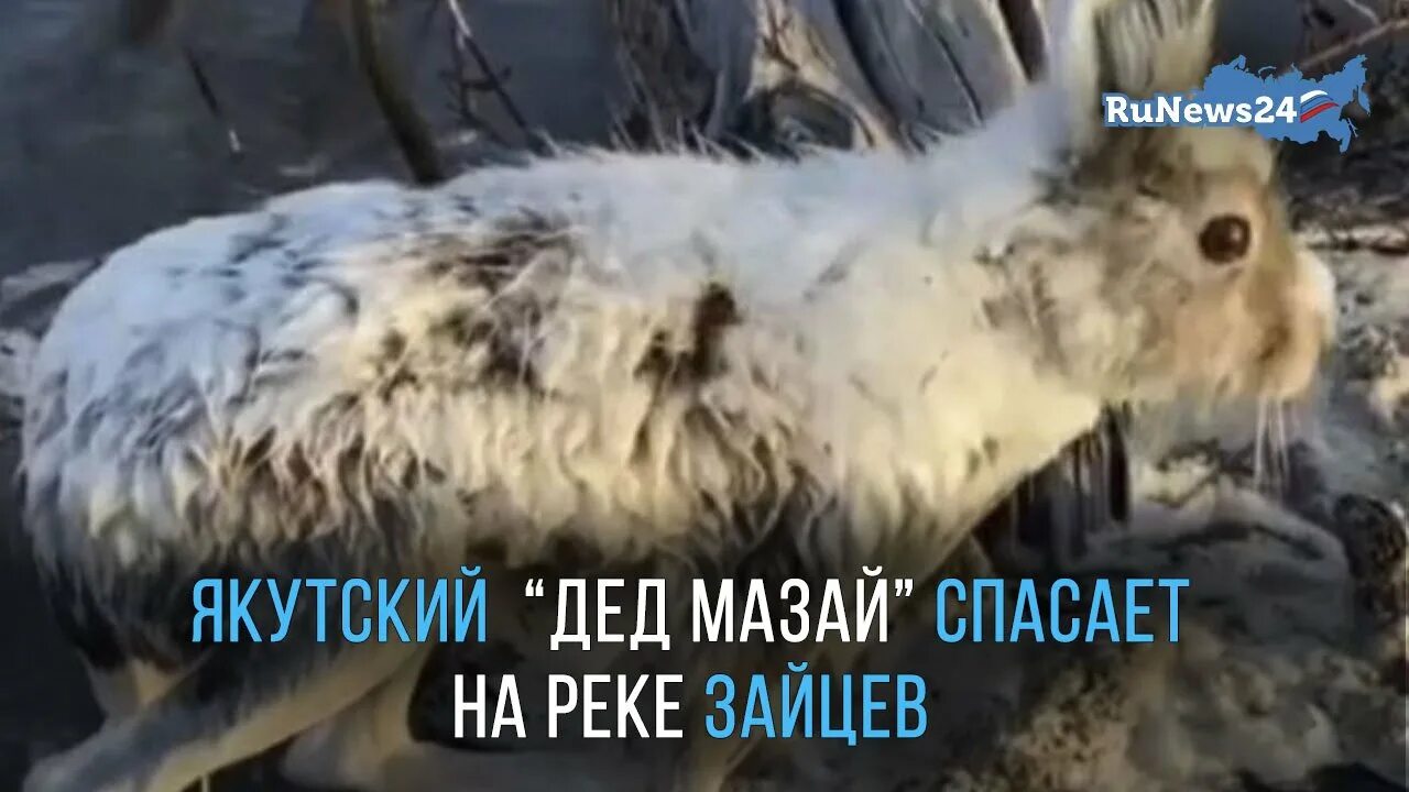 Что не помогает зайцу спасаться от врагов. Что не помогает зайцу спасаться от врагов