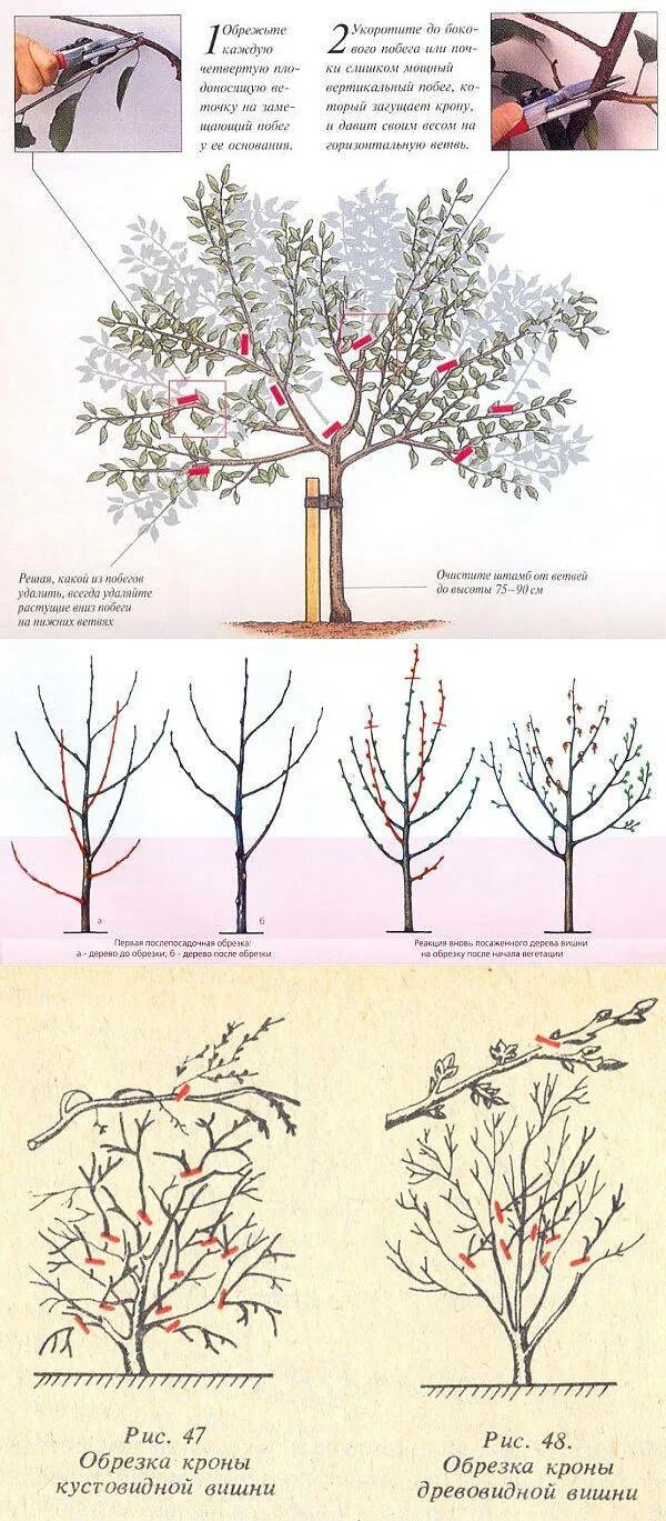 Как обрезать молодую черешню. Обрезка вишни после сбора урожая. Обрезка деревьев вишни весной схема. Обрезка вишни осенью. Как правильно обрезать вишню весной.
